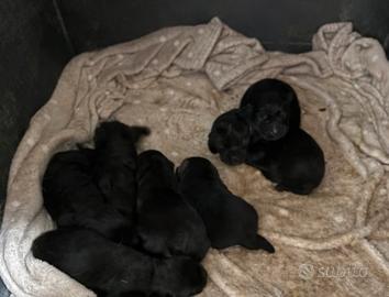 Cuccioli labrador