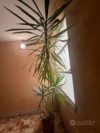 Yucca