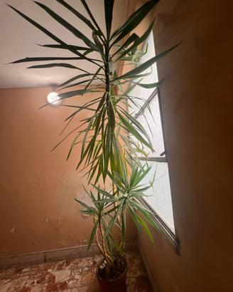 Yucca