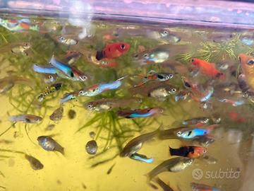 Endler mix