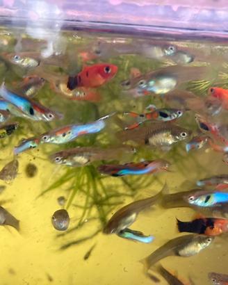 Endler mix