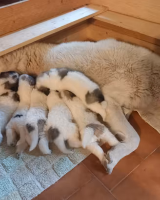 Cuccioli di Cane da Montagna dei Pirenei