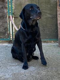 Labrador retriever "adulte"