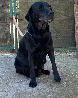 Labrador retriever "adulte"