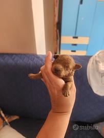 Cucciola di barboncino red