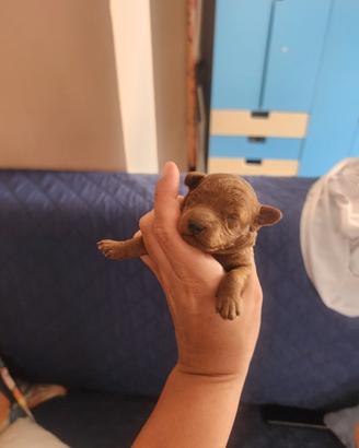 Cucciola di barboncino red