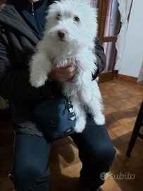 Cucciolo incrocio mamma maltese