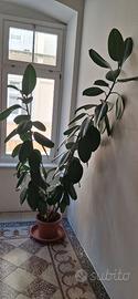 Ficus elstica (albero gomma )
