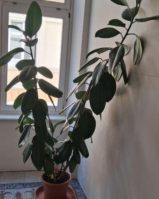 Ficus elstica (albero gomma )