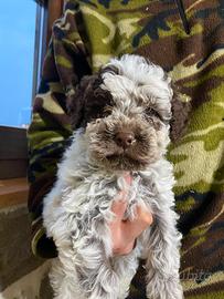 Cuccioli Lagotto Romagnolo