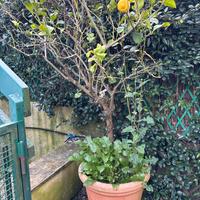 Piante di limone con vasi