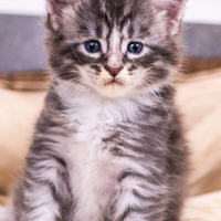 Cuccioli di Maine Coon