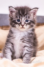 Cuccioli di Maine Coon