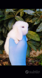 Coniglio nano ariete mini lop