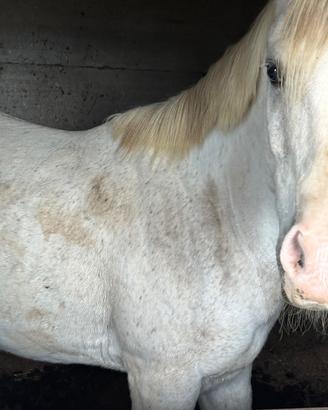 Cavallo arabo