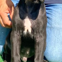 Cuccioli cane corso italiano