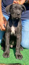 Cuccioli cane corso italiano