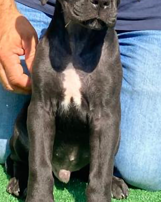 Cuccioli cane corso italiano