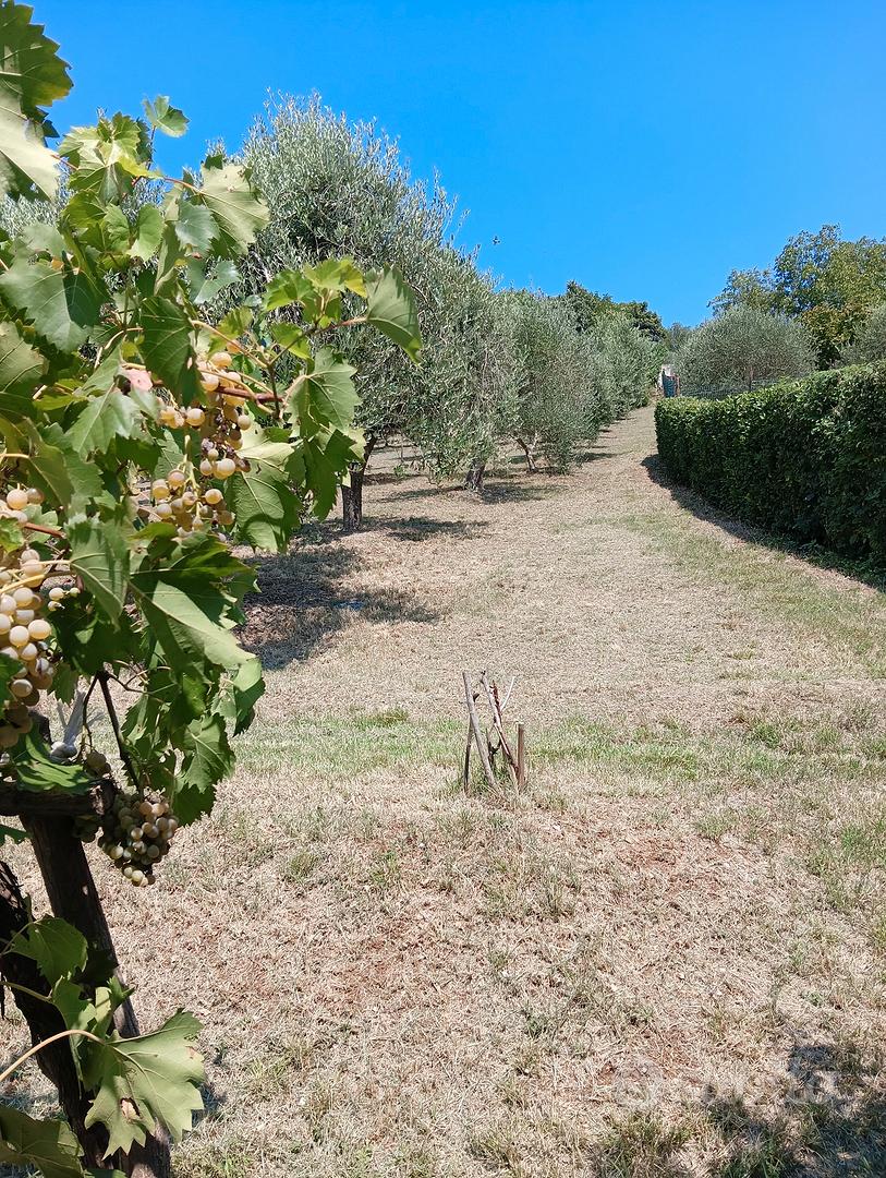 Casa con terreno Colli Euganei - Vista 4