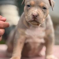American pitbull terrier