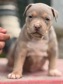 American pitbull terrier