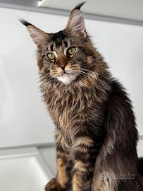 Maine Coon da riproduzione