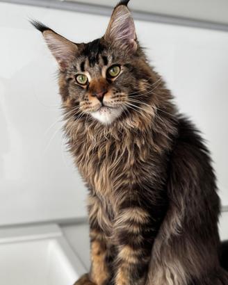 Maine Coon da riproduzione