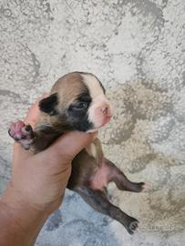 Bulldog Francese femmina fulva