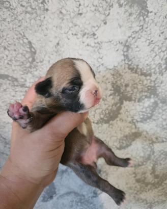 Bulldog Francese femmina fulva