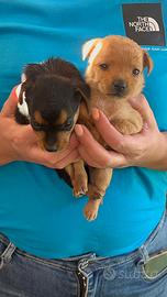 Mini chihuahua pincher toy da borsetta