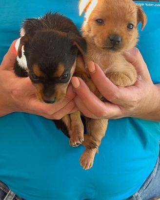 Mini chihuahua pincher toy da borsetta