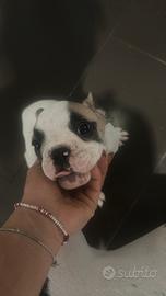Bulldog francese