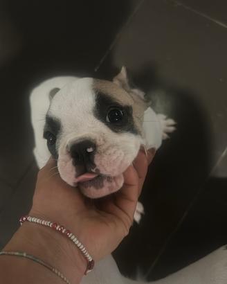 Bulldog francese