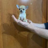 Cuccioli di chihuahua mini toy e toy