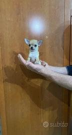 Cuccioli di chihuahua mini toy e toy