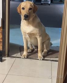 Labrador maschio di 8 mesi