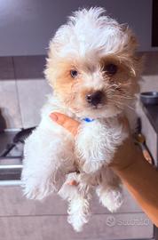 Yorkshire Biwer terrier con pedigree