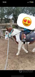 Pony pezzato castrone