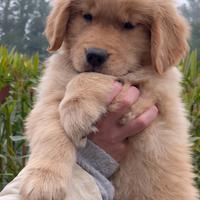 Golden Retriever Americano