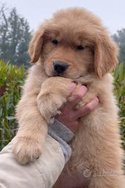 Golden Retriever Americano