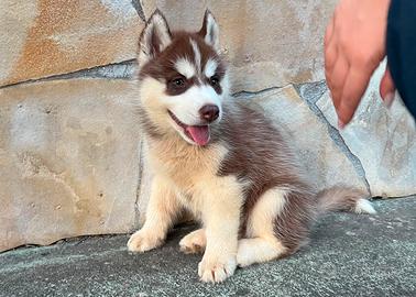 Cucciole Siberian Husky