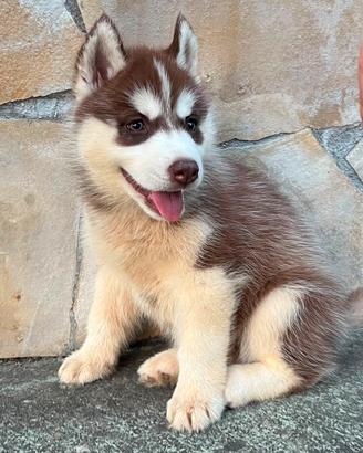 Cucciole Siberian Husky
