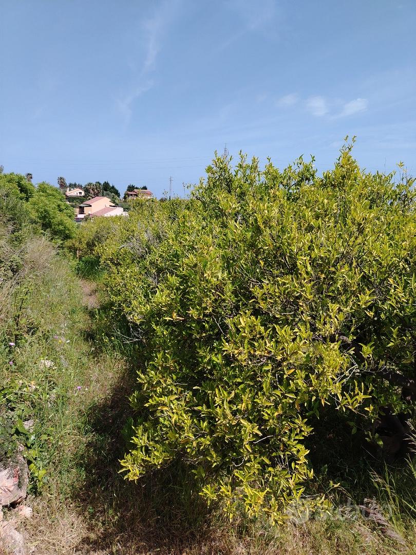 Vendita terreno agricolo - Vista 4