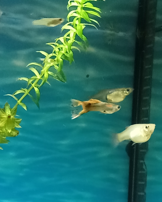 Guppy velo