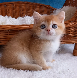 Maschietti British Pedigree