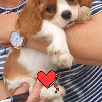 Cucciolo di Cavalier King blenheim con Pedigree