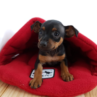 Pinscher toy