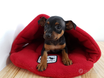 Pinscher toy