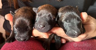 Cuccioli pastore belga malinois