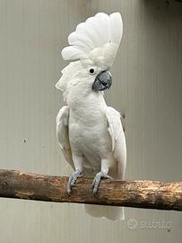 Cacatua alba